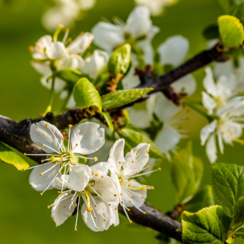 Plum Trees – European Green Plum