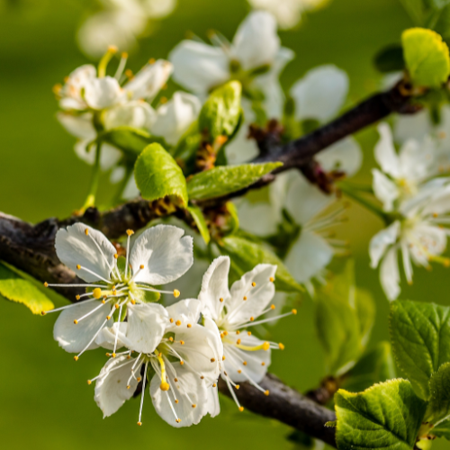 Bavay’s Green Gage Plum