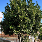 甜月桂 Bay Laurel