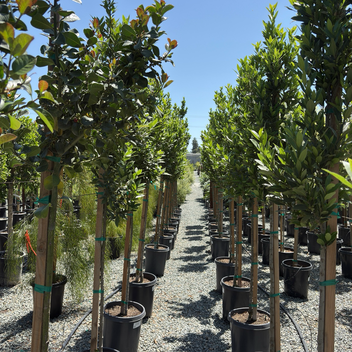 甜月桂 Bay Laurel