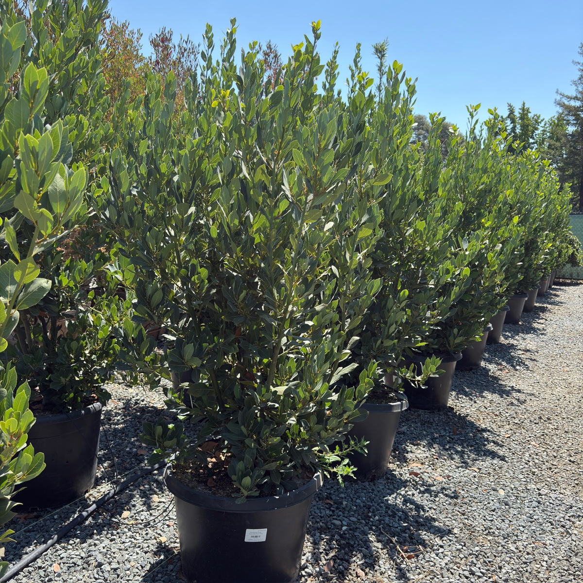 甜月桂 Bay Laurel