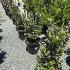 甜月桂 Bay Laurel