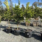 波斯柠檬 Bearss Lime