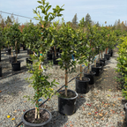 波斯柠檬 Bearss Lime