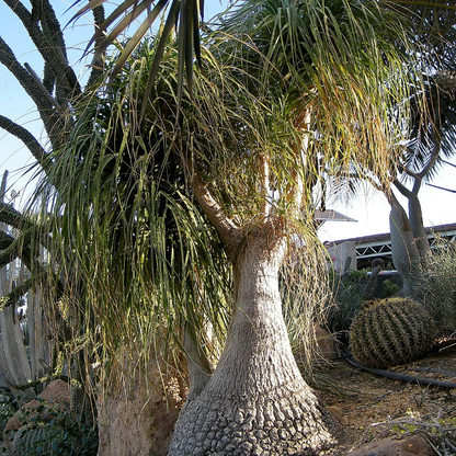 Bottle Orchid-Ponytail Palm