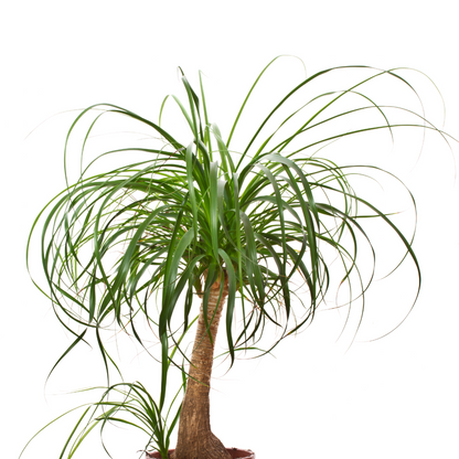 Bottle Orchid-Ponytail Palm