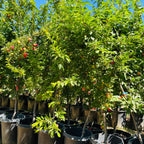 美丽甜李子 Beauty Japanese Plum