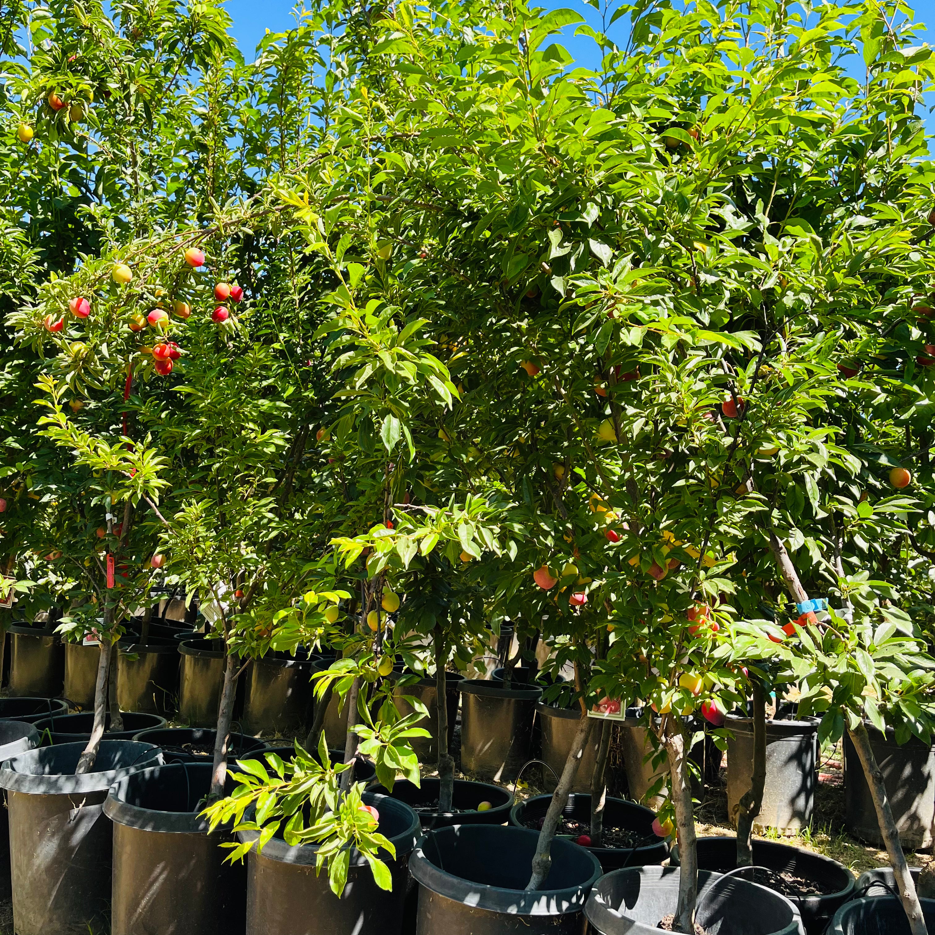 美丽甜李子 Beauty Japanese Plum