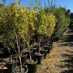 美丽甜李子 Beauty Japanese Plum