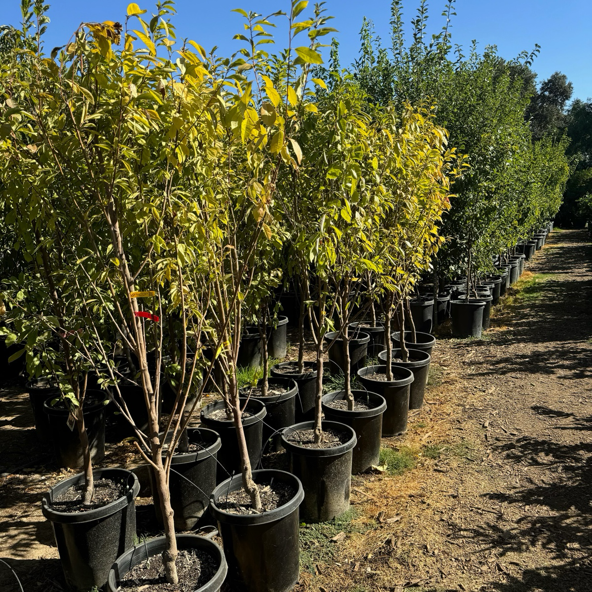 美丽甜李子 Beauty Japanese Plum
