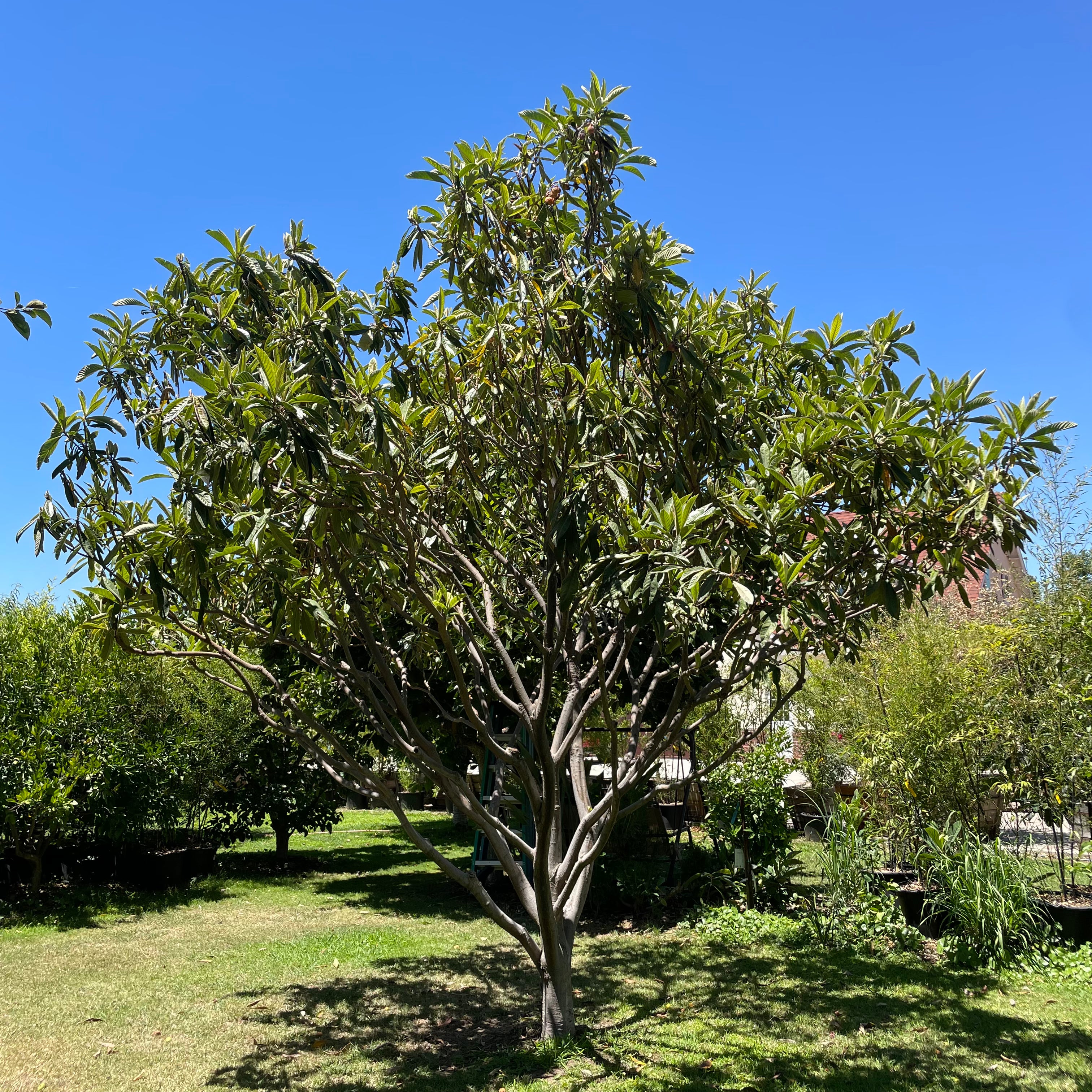 巨蛋枇杷 Big Jim Loquat