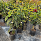 巨蛋枇杷 Big Jim Loquat