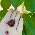 宾库甜樱桃 Bing Cherry