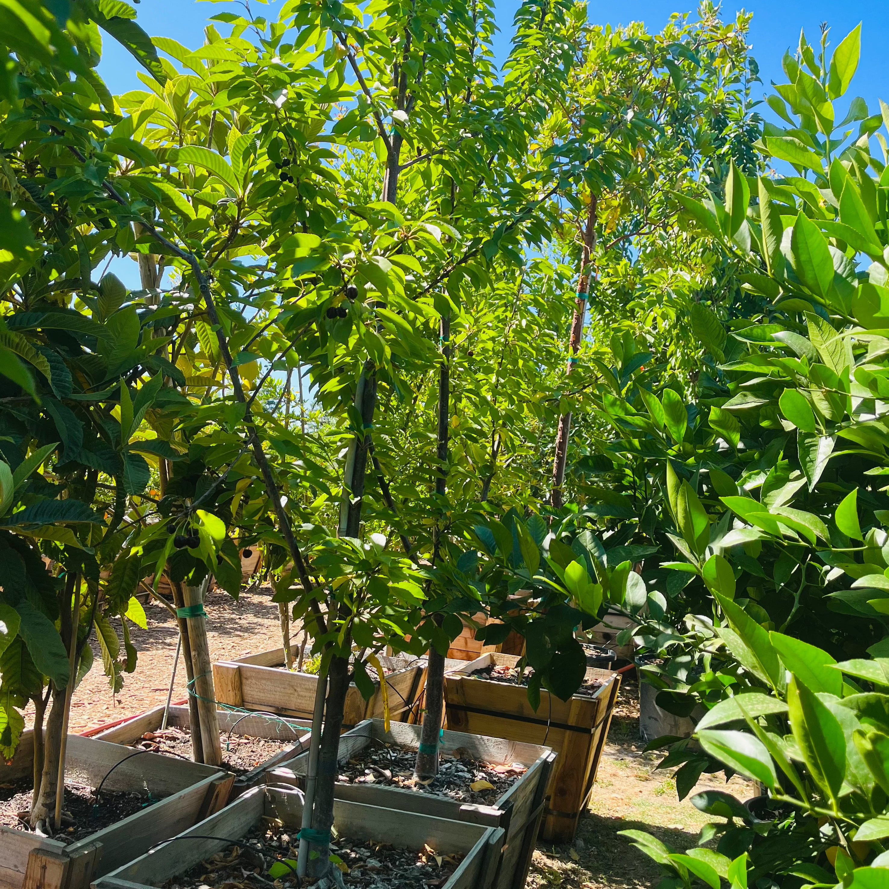 宾库甜樱桃 Bing Cherry