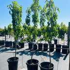 宾库甜樱桃 Bing Cherry