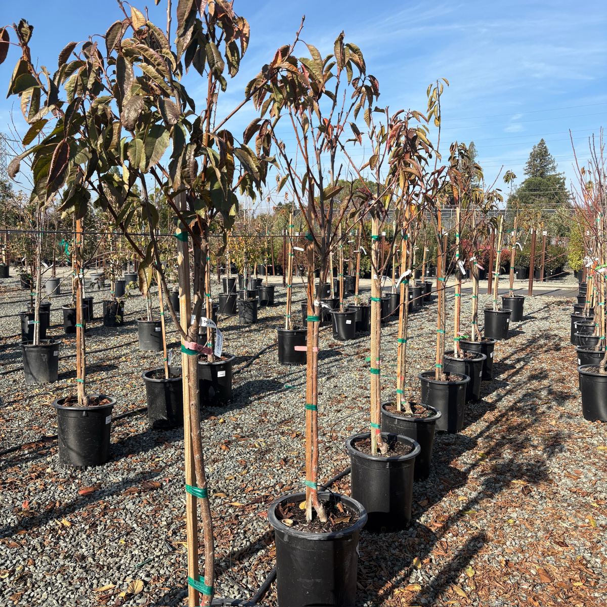 宾库甜樱桃 Bing Cherry