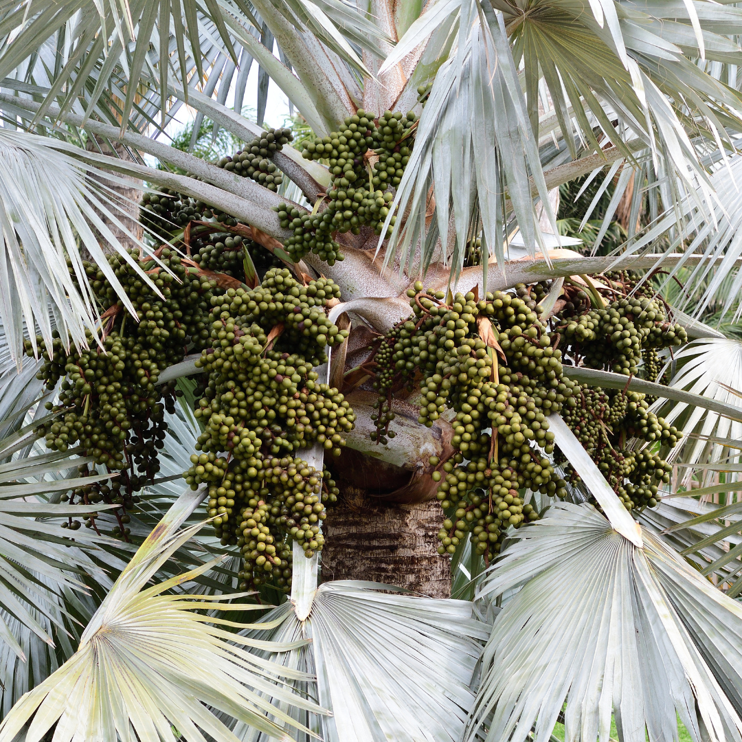 Bismarkia Nobilis