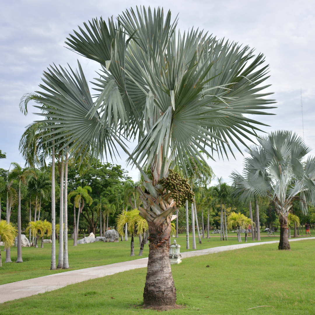 霸王棕榈 Bismarkia Nobilis