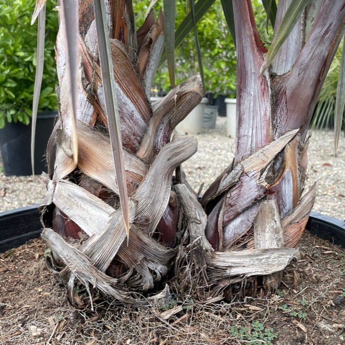 霸王棕榈 Bismarkia Nobilis