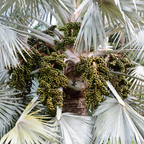 霸王棕榈 Bismarkia Nobilis