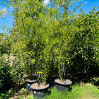紫竹 Black Bamboo