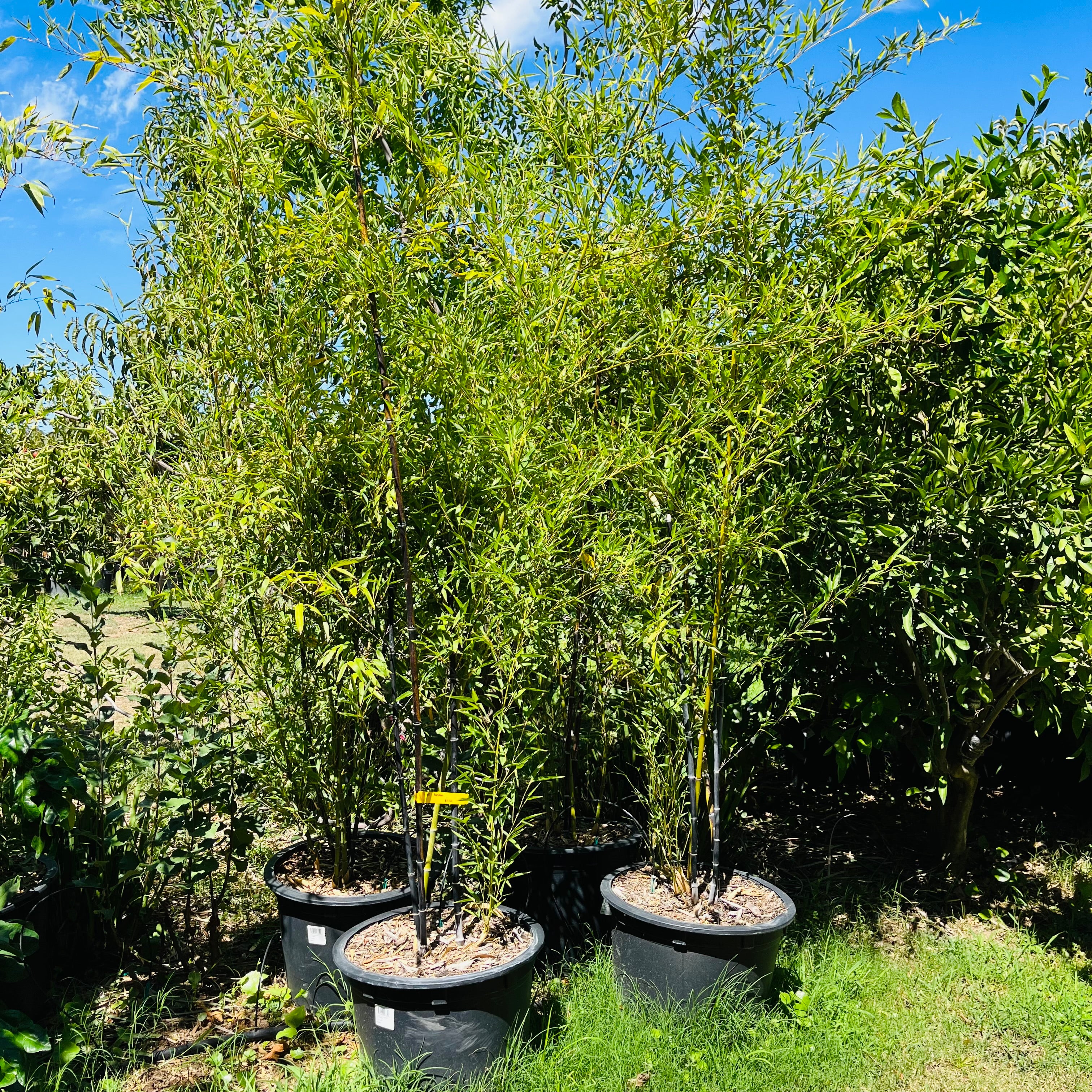 紫竹 Black Bamboo