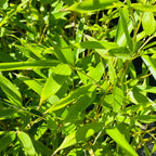 紫竹 Black Bamboo