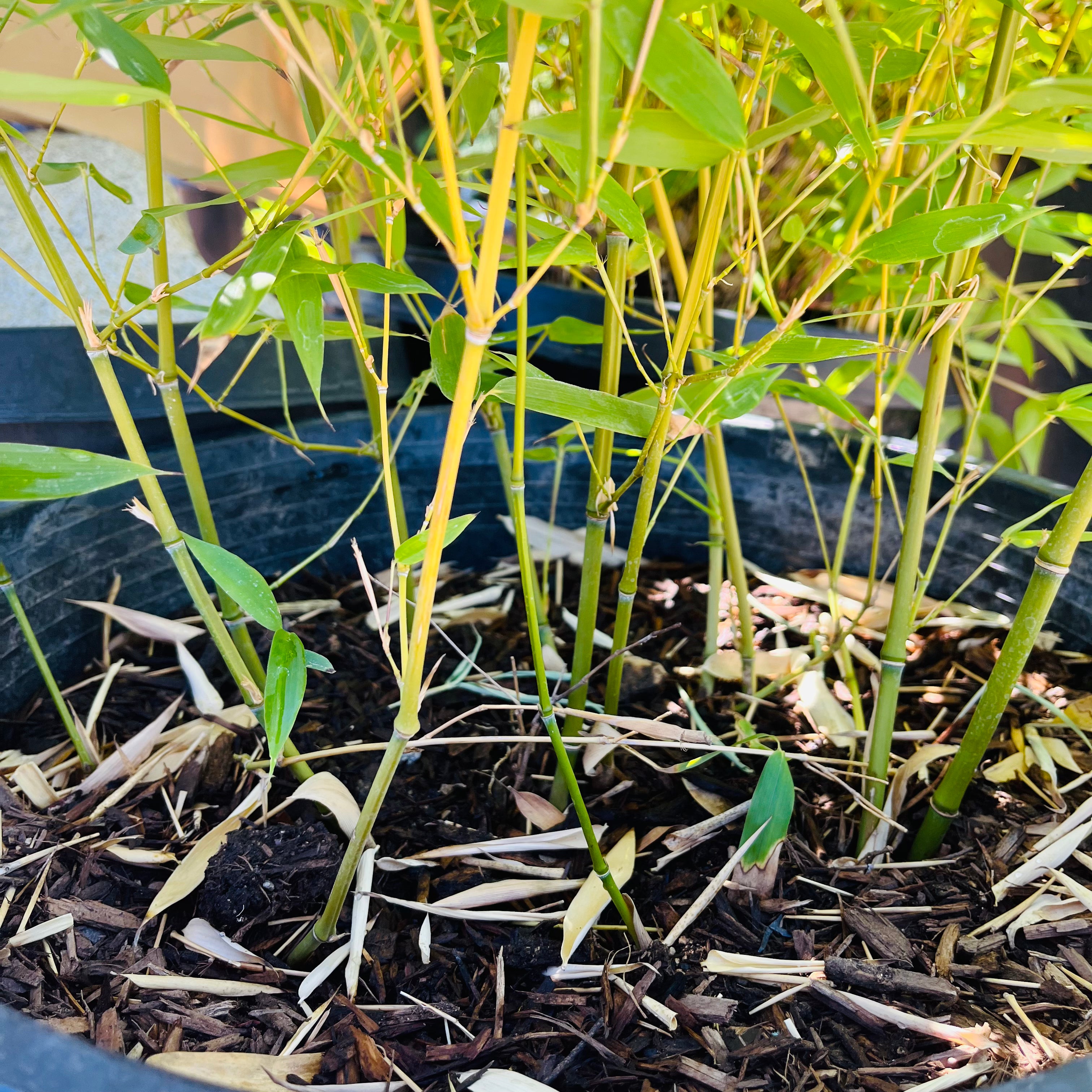 紫竹 Black Bamboo