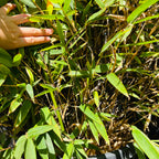 紫竹 Black Bamboo