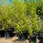 紫竹 Black Bamboo