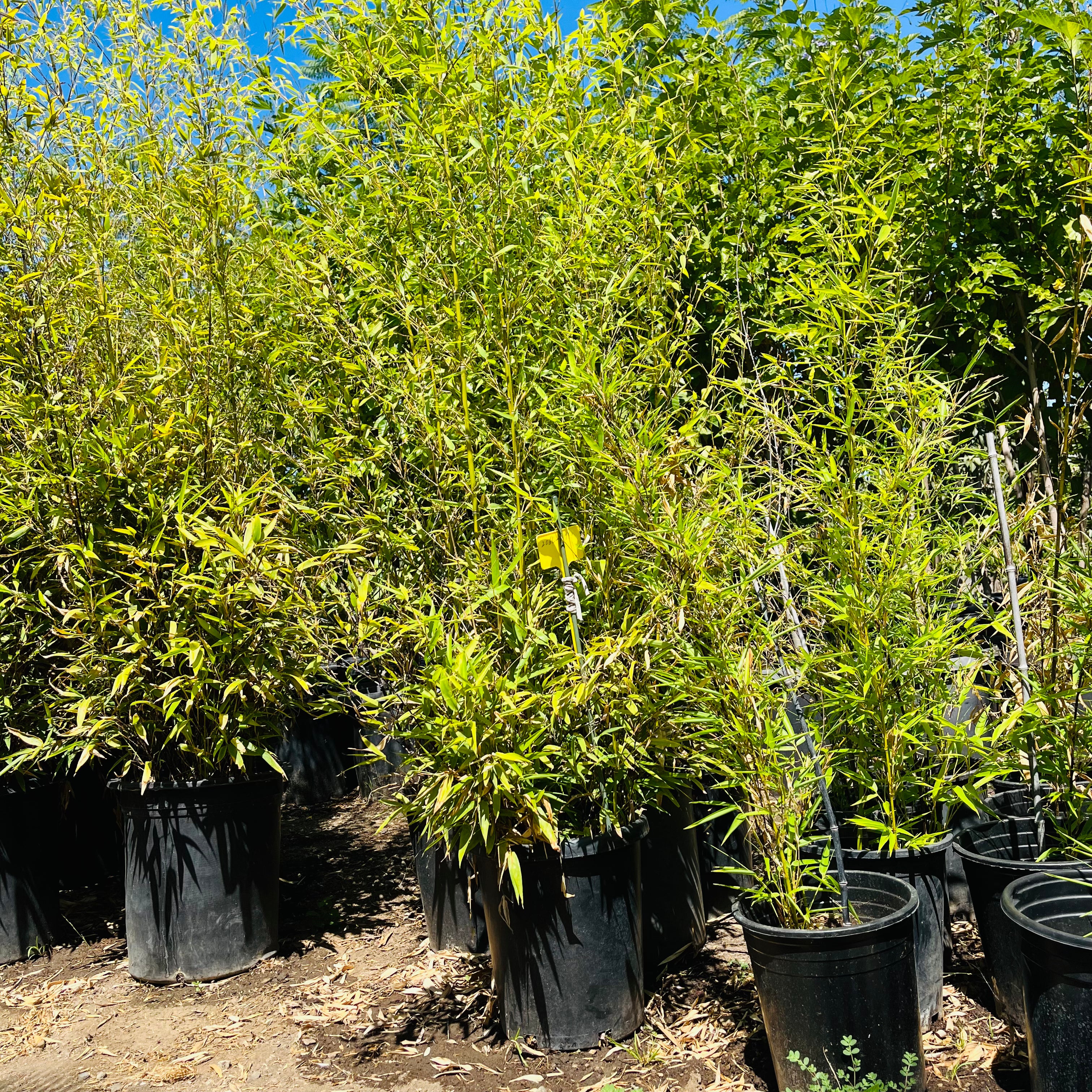 紫竹 Black Bamboo