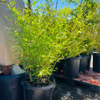 紫竹 Black Bamboo