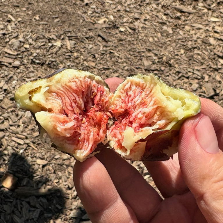 黑色使命无花果 Black Mission Fig