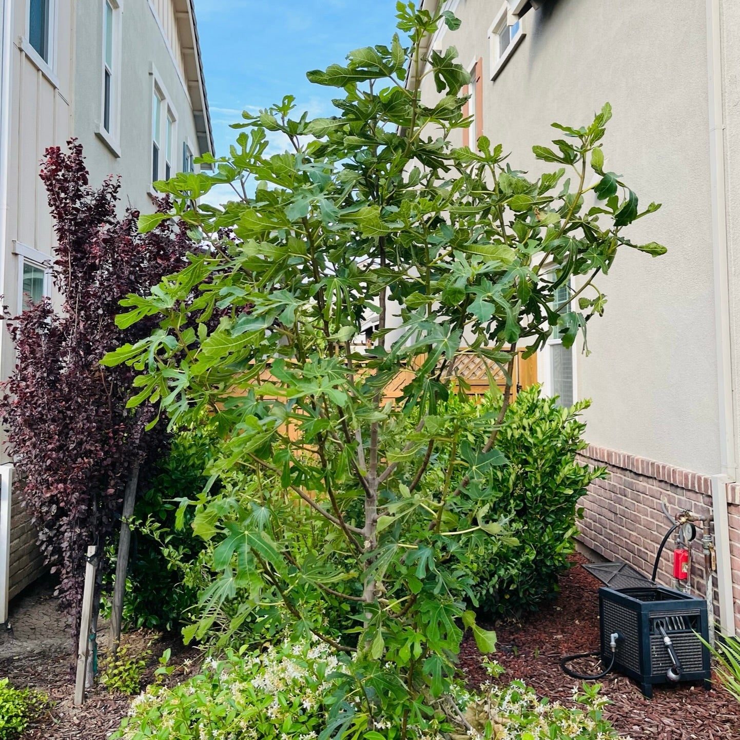 黑色使命无花果 Black Mission Fig