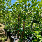 黑色使命无花果 Black Mission Fig