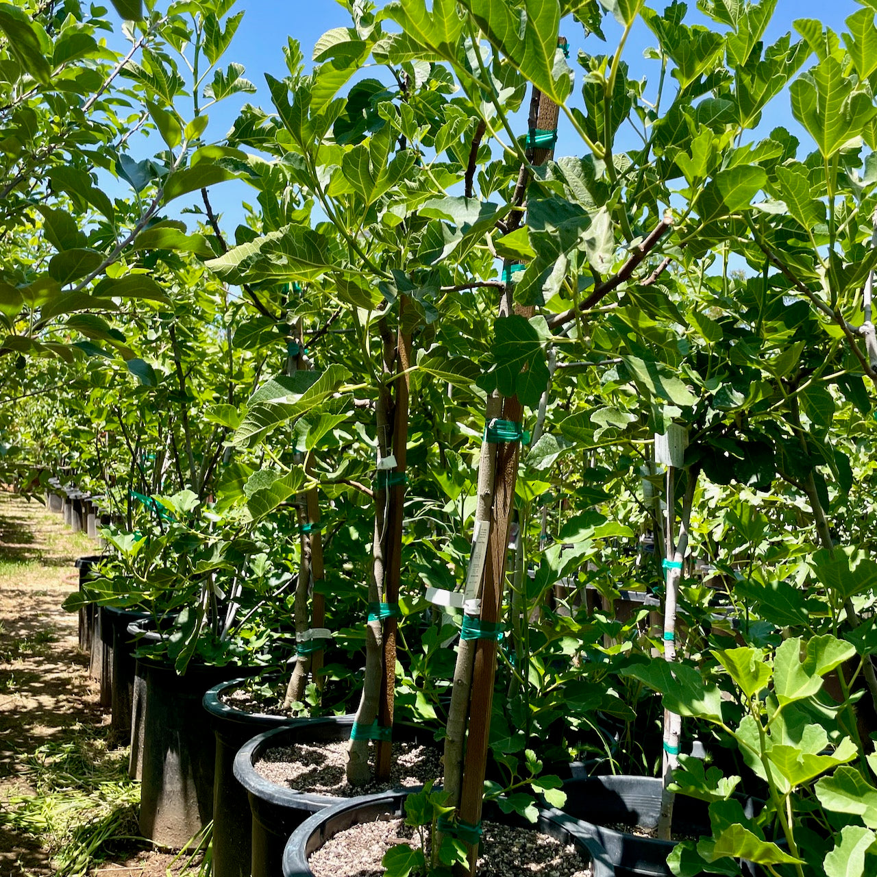 黑色使命无花果 Black Mission Fig