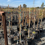 黑色使命无花果 Black Mission Fig