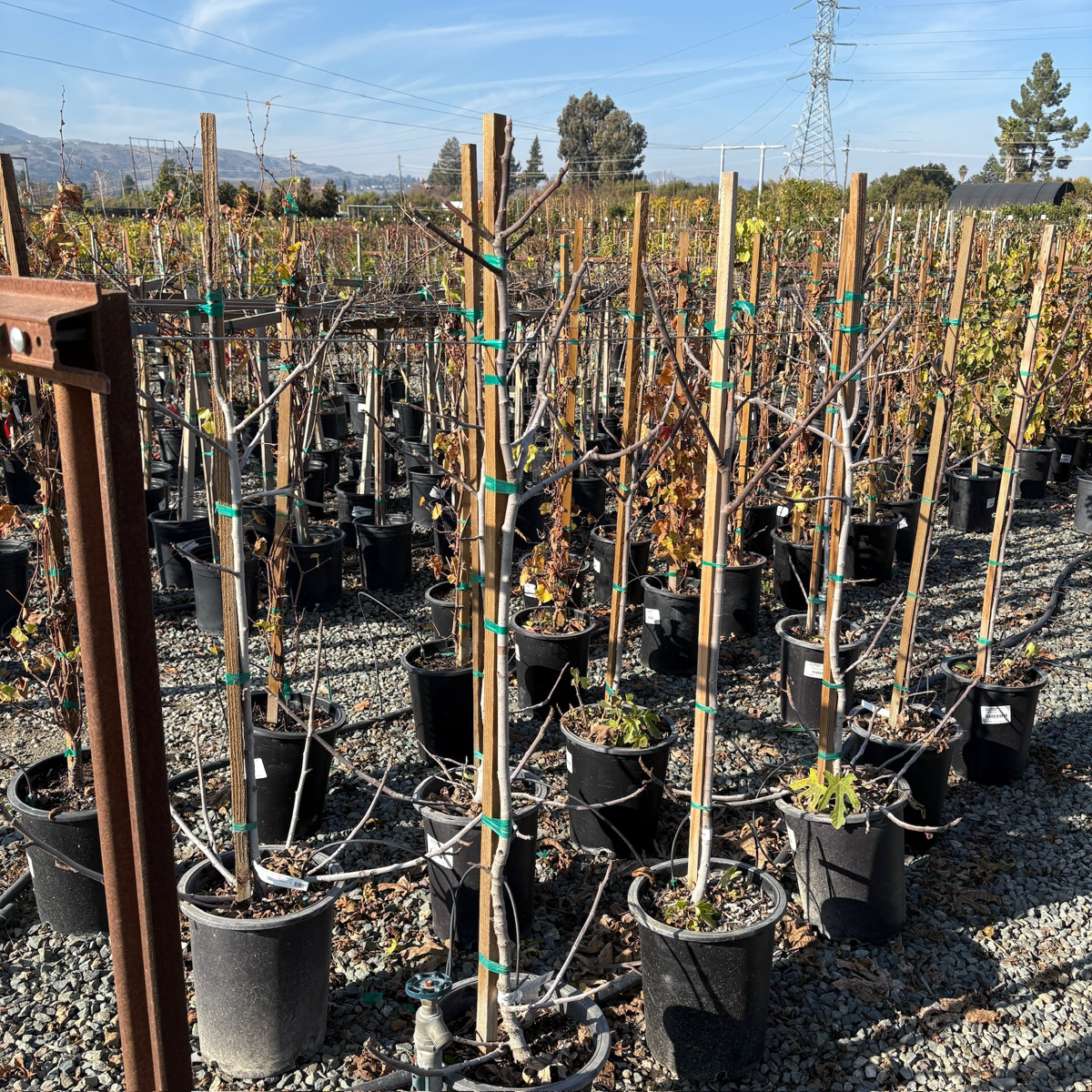 黑色使命无花果 Black Mission Fig