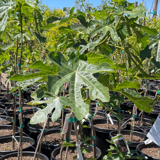 黑色使命无花果 Black Mission Fig