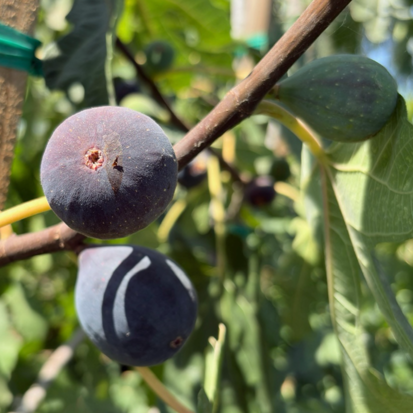 黑色使命无花果 Black Mission Fig