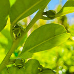 萨波特树-黑巧克力布丁柿 Black Persimmon