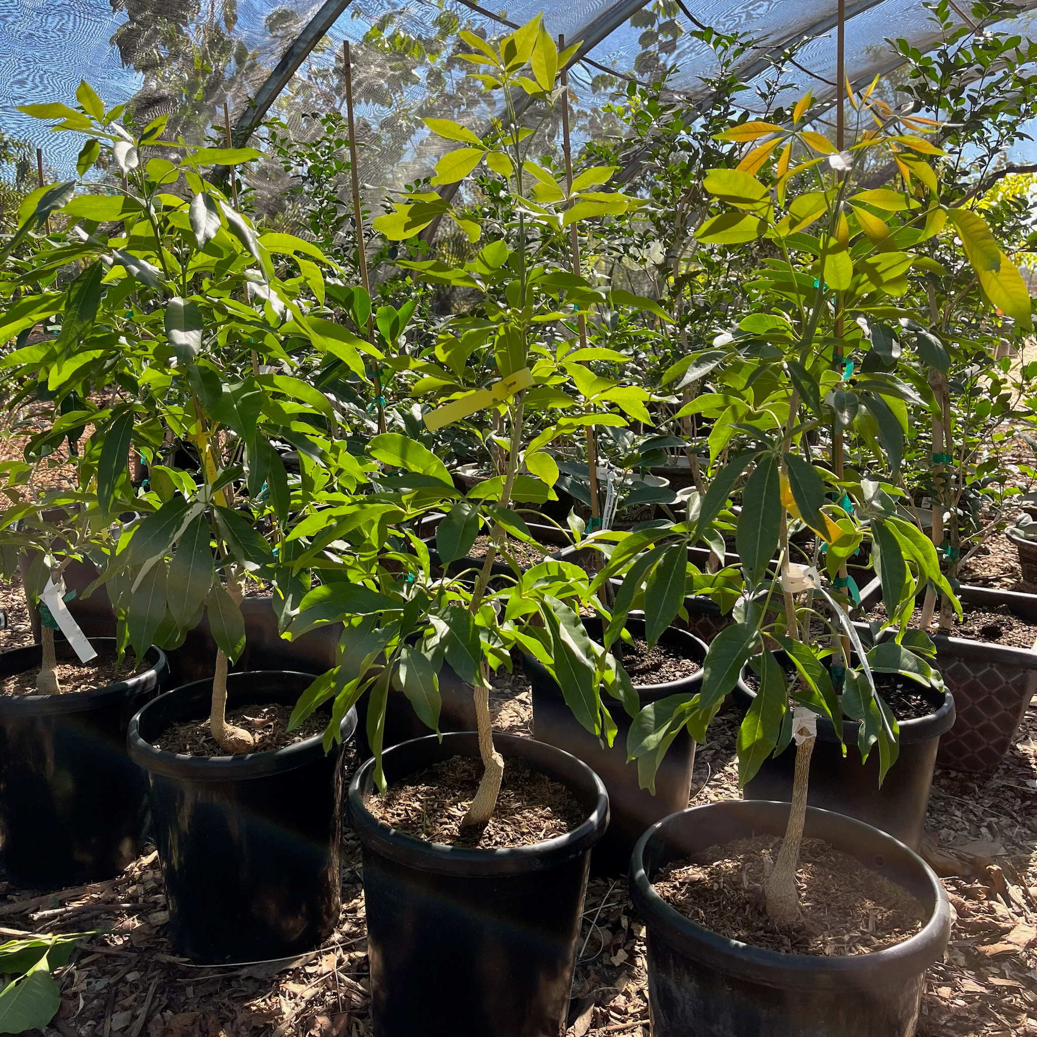 萨波特树-黑巧克力布丁柿 Black Persimmon
