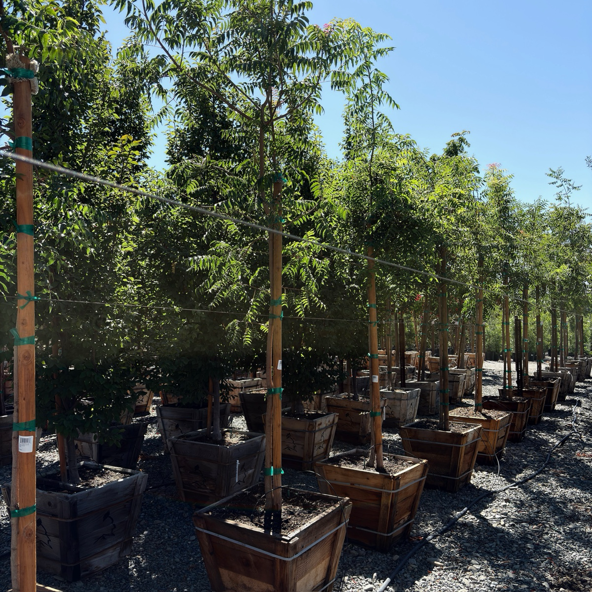 蓝花楹 Black Poui