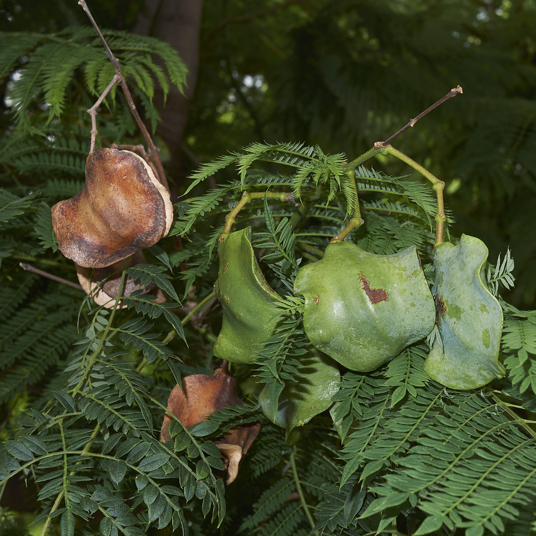 蓝花楹 Black Poui