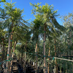 蓝花楹 Black Poui