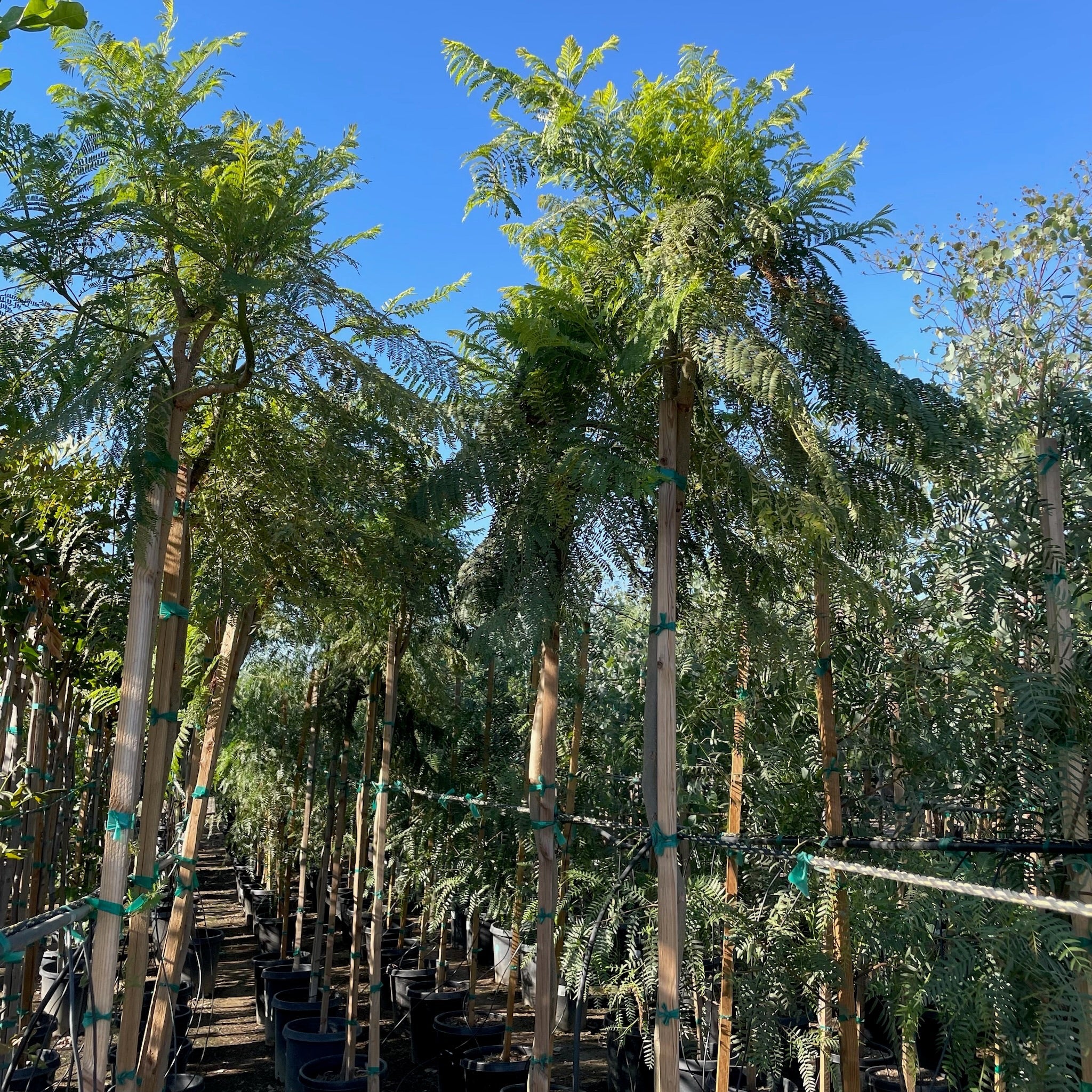 蓝花楹 Black Poui