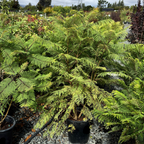 蓝花楹 Black Poui