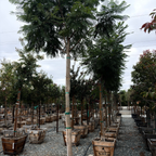 蓝花楹 Black Poui