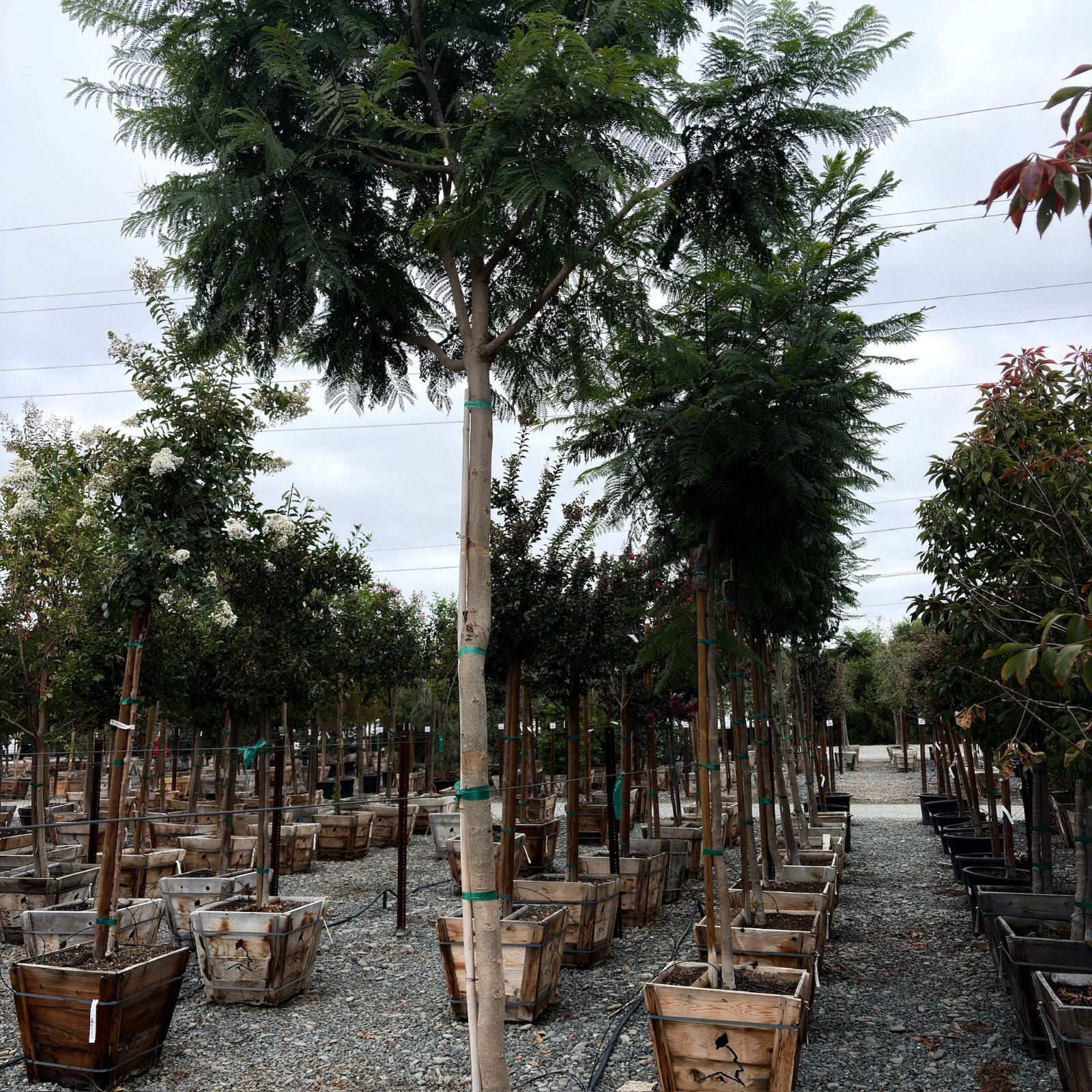 蓝花楹 Black Poui