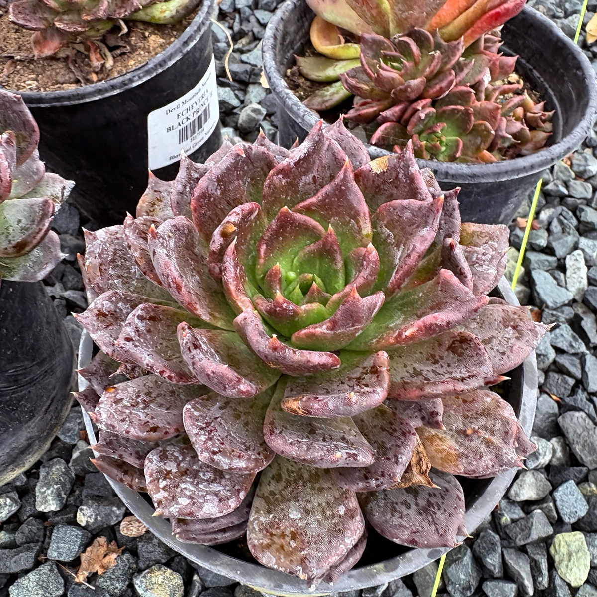 黑王子石莲花 Black Prince Hens and Chicks
